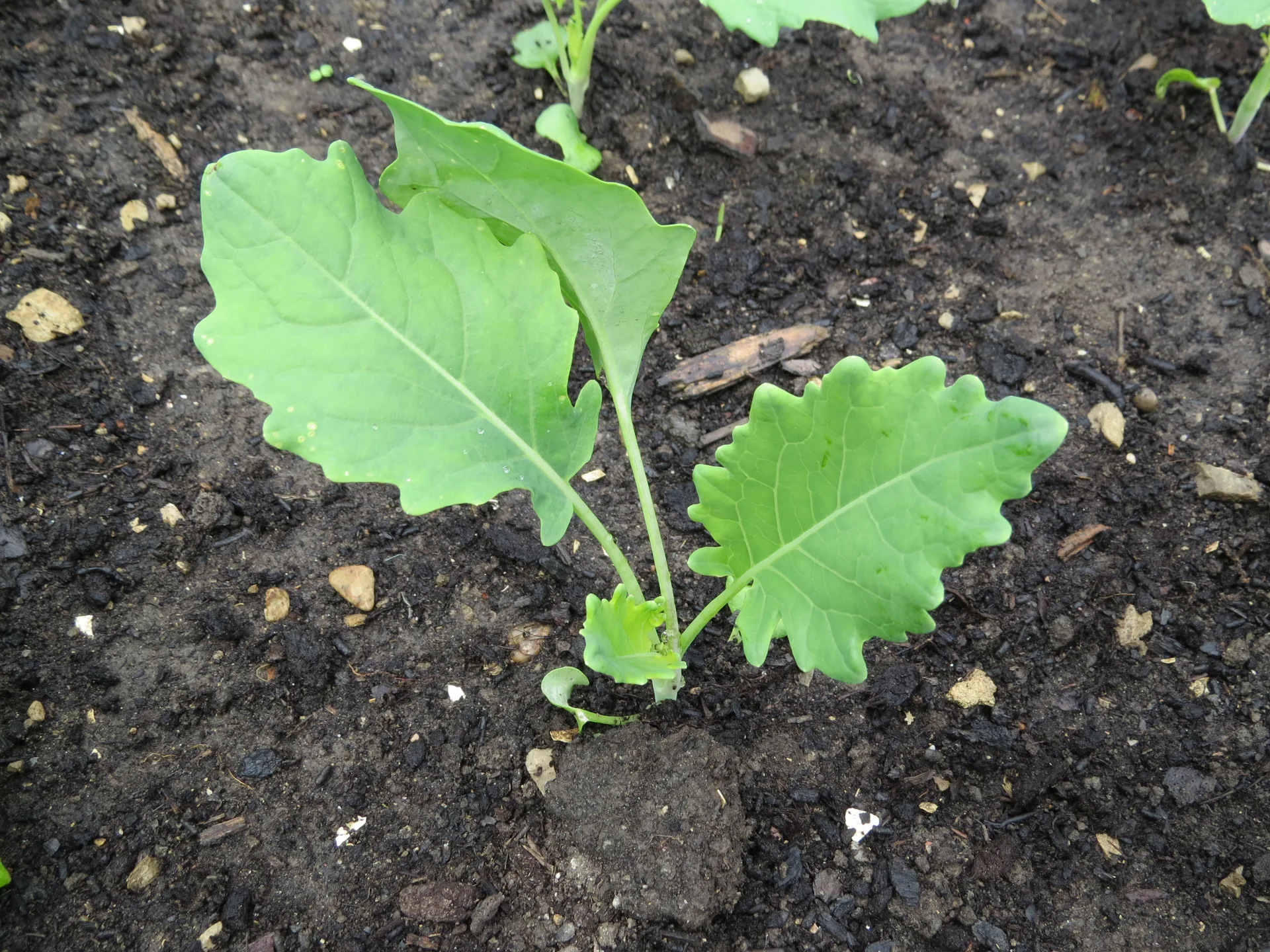 Young kohlrabi bulbs with their leaves, GT1976, Wikimedia Commons, CC BY-SA 4.0