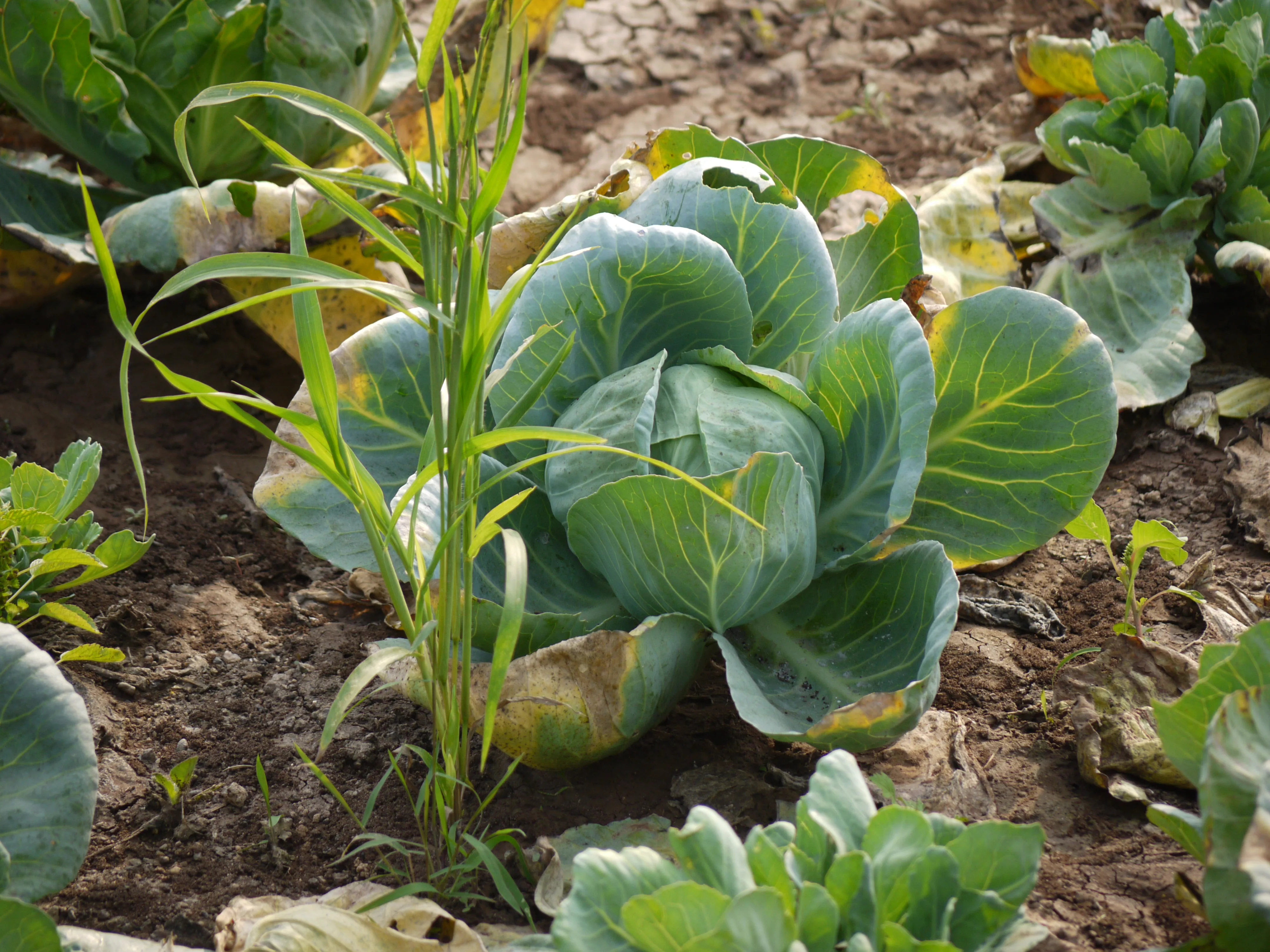 An intact cabbage head still growing in the garden, Dinesh Valke, Wikimedia Commons, CC BY-SA 2.0