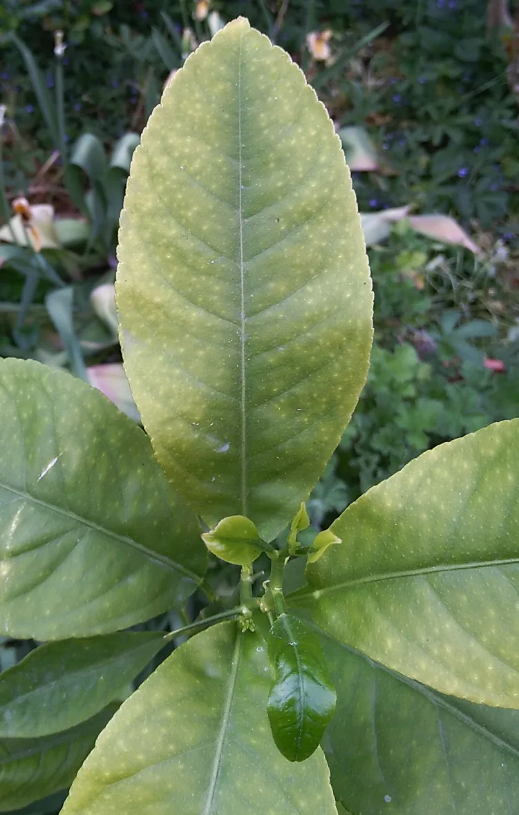 Una hoja de limonero con una sospecha de deficiencia de magnesio, mostrando amarilleamiento entre las venas mientras las venas permanecen verdes, Eiku en exil, Wikimedia Commons, CC BY-SA 4.0