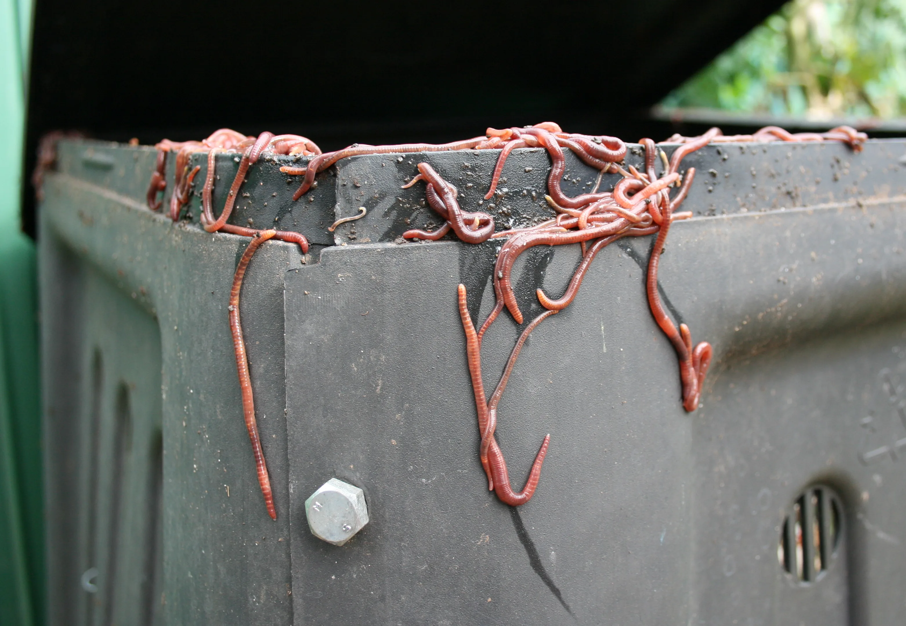 Red wiggler worms (Eisenia fetida) on the lid of a compost bin