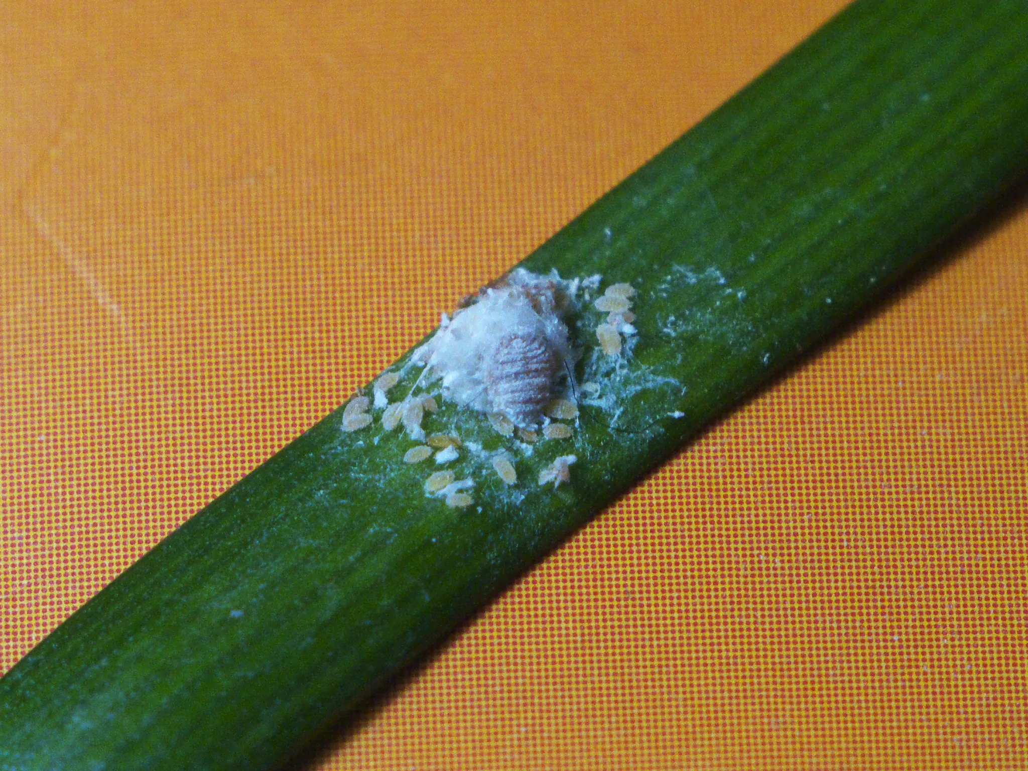Mealybugs clustered on a leaf, Alexey laa, Wikimedia Commons, CC BY-SA 4.0
