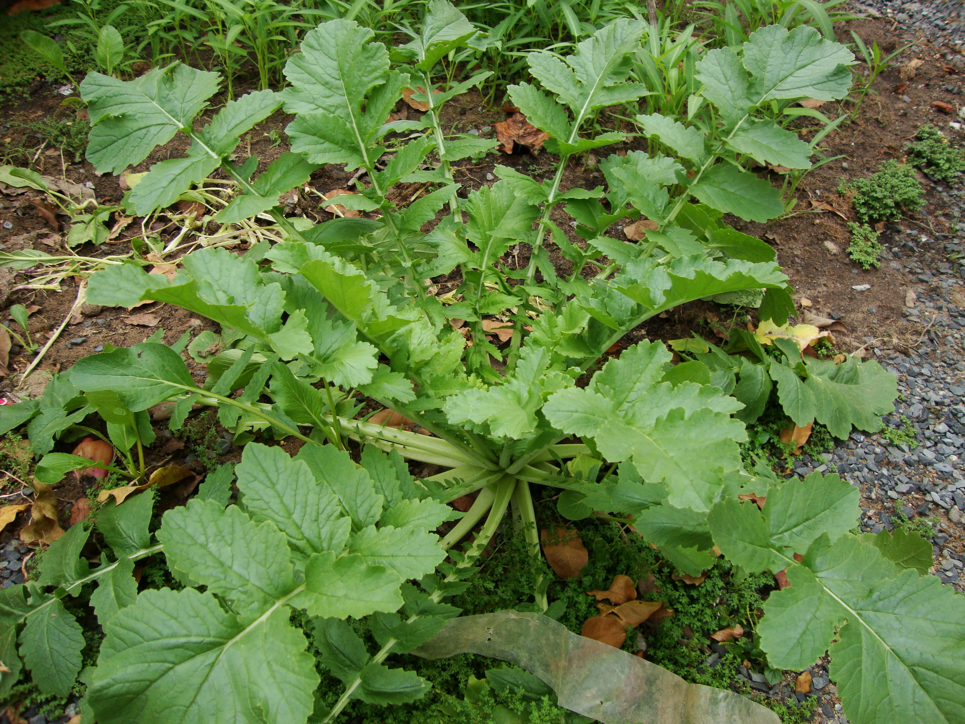 A harvested white radish root next to its leaves, Prenn, Wikimedia Commons, CC BY-SA 3.0