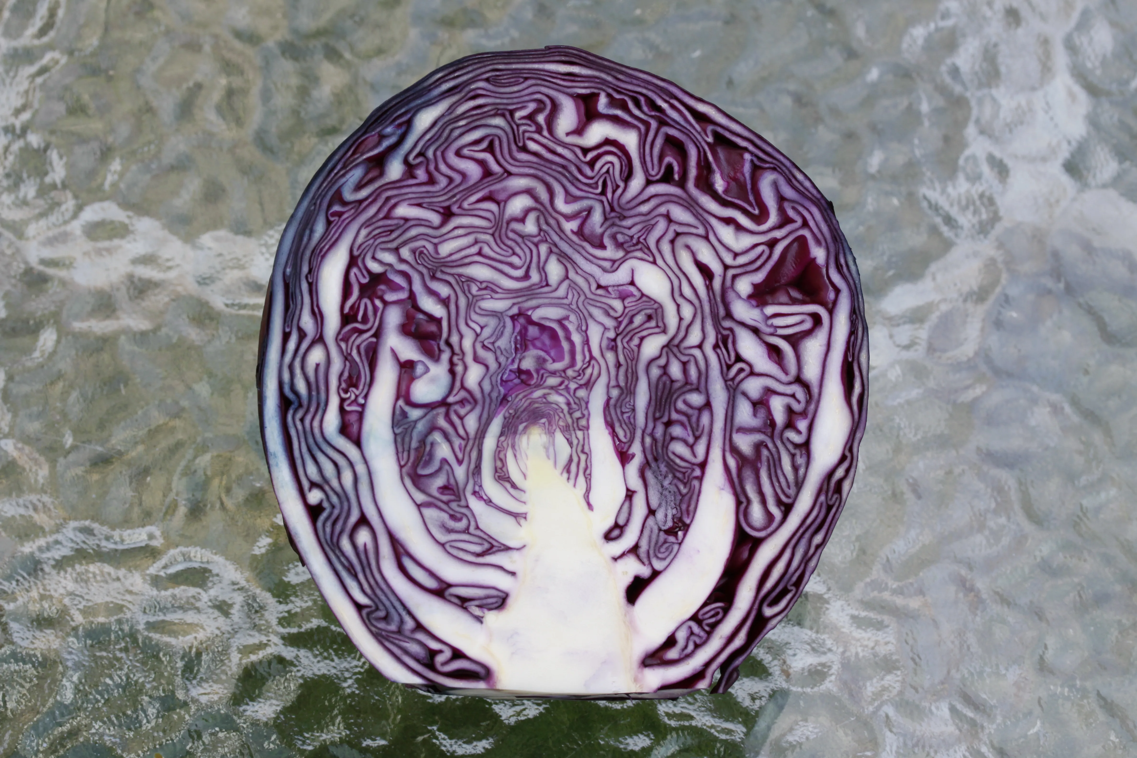 A cut red cabbage head, showing the dense layered structure, Elrond, Wikimedia Commons, CC BY-SA 4.0